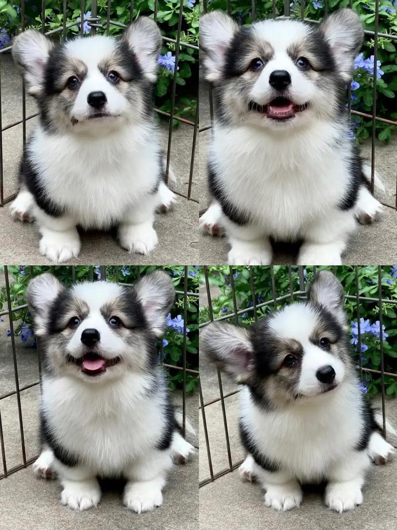柯基犬的费用
是多少?