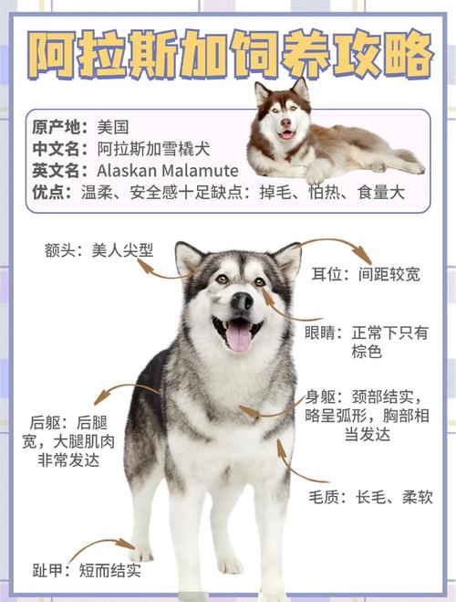 大、〖Two〗、
三哈到底分别是什么狗?