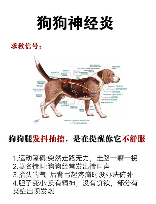 狗狗间歇性发抖抽搐是什么原因