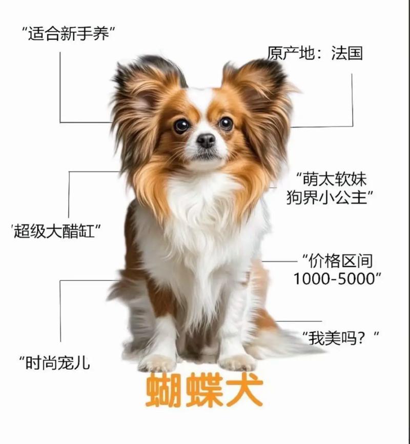 最容易训练的狗狗排名
,蝴蝶犬位列榜单第三
