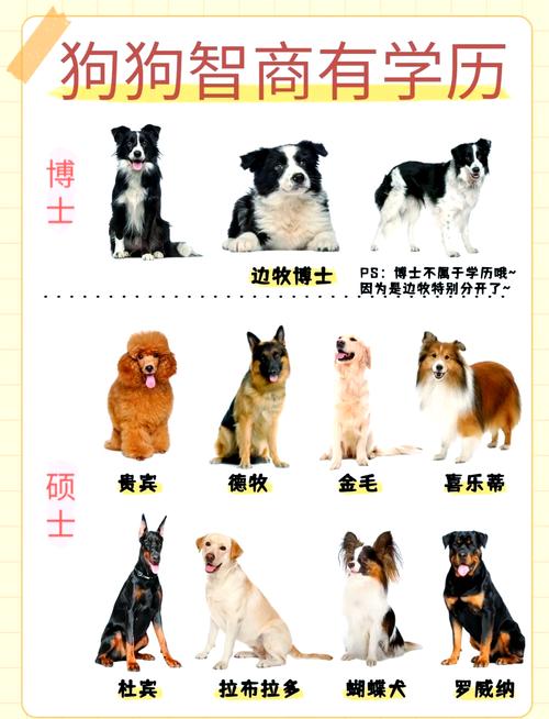 哈士奇在犬类中智商排第几?高不高?