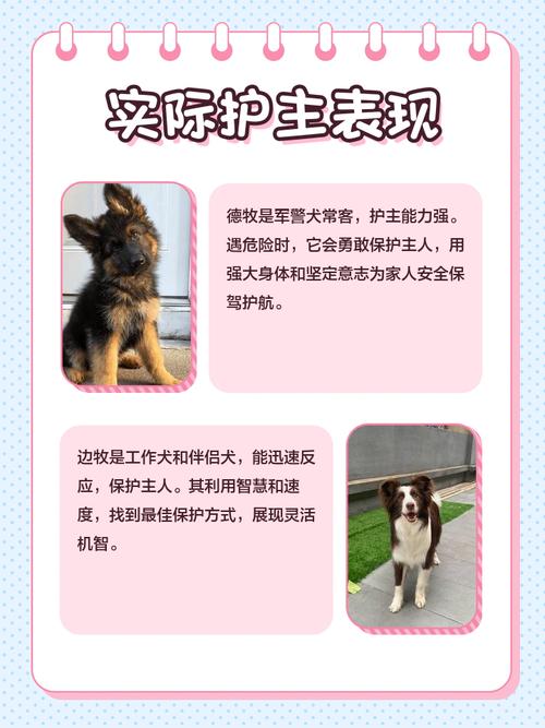 在山区放羊是德国牧羊犬好还是边境牧羊犬好?