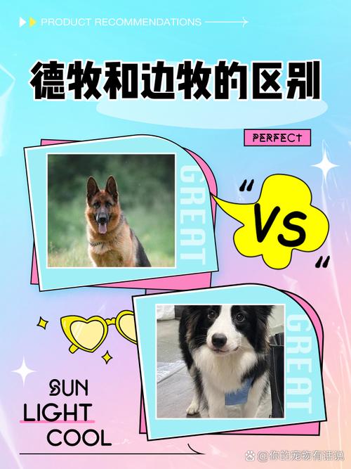 德国牧羊犬和边境牧羊犬有什么区别?哪一个好?
