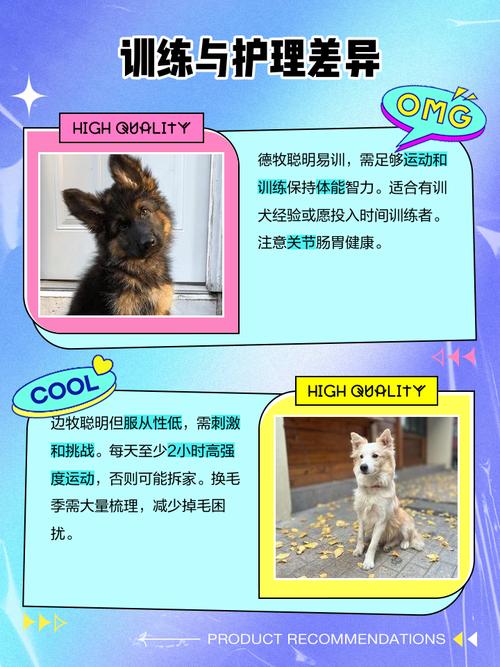边境牧羊犬和德国牧羊犬哪个更适合家庭养?