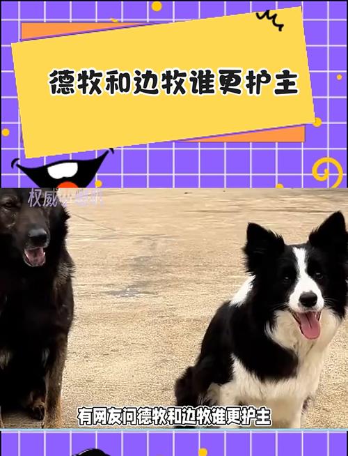德国牧羊犬与边境牧羊犬哪个厉害些?