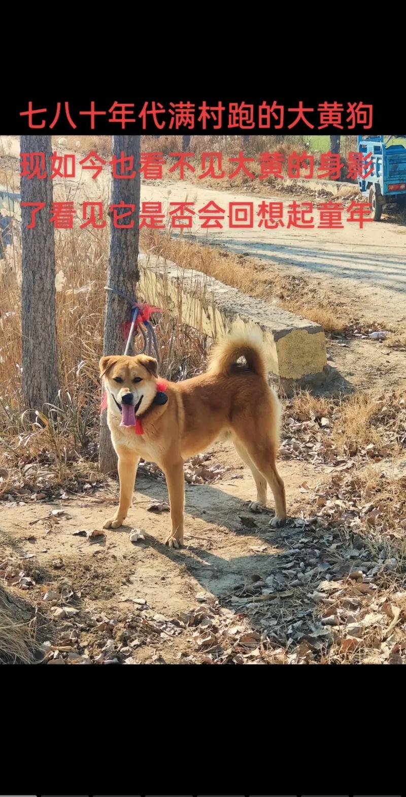 边牧当土狗养会死吗