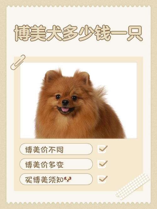 大型博美狗狗多少钱一只