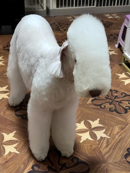 贝灵顿梗