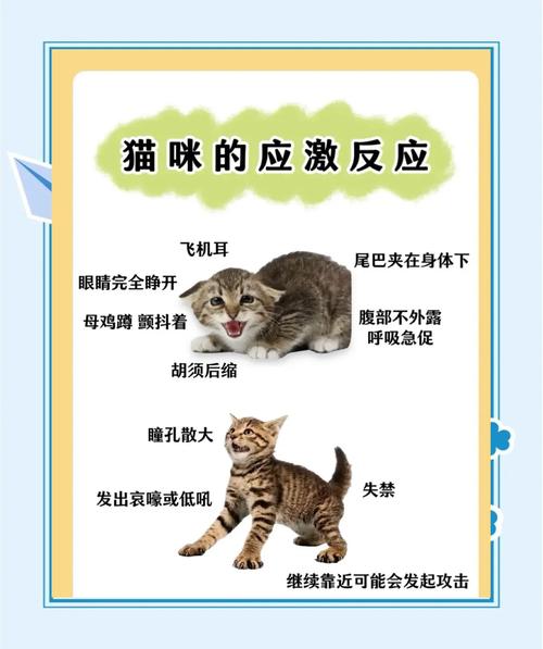 猫应激反应会得猫瘟吗