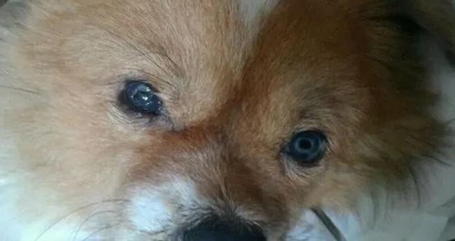 狗得了犬瘟眼睛的变化
