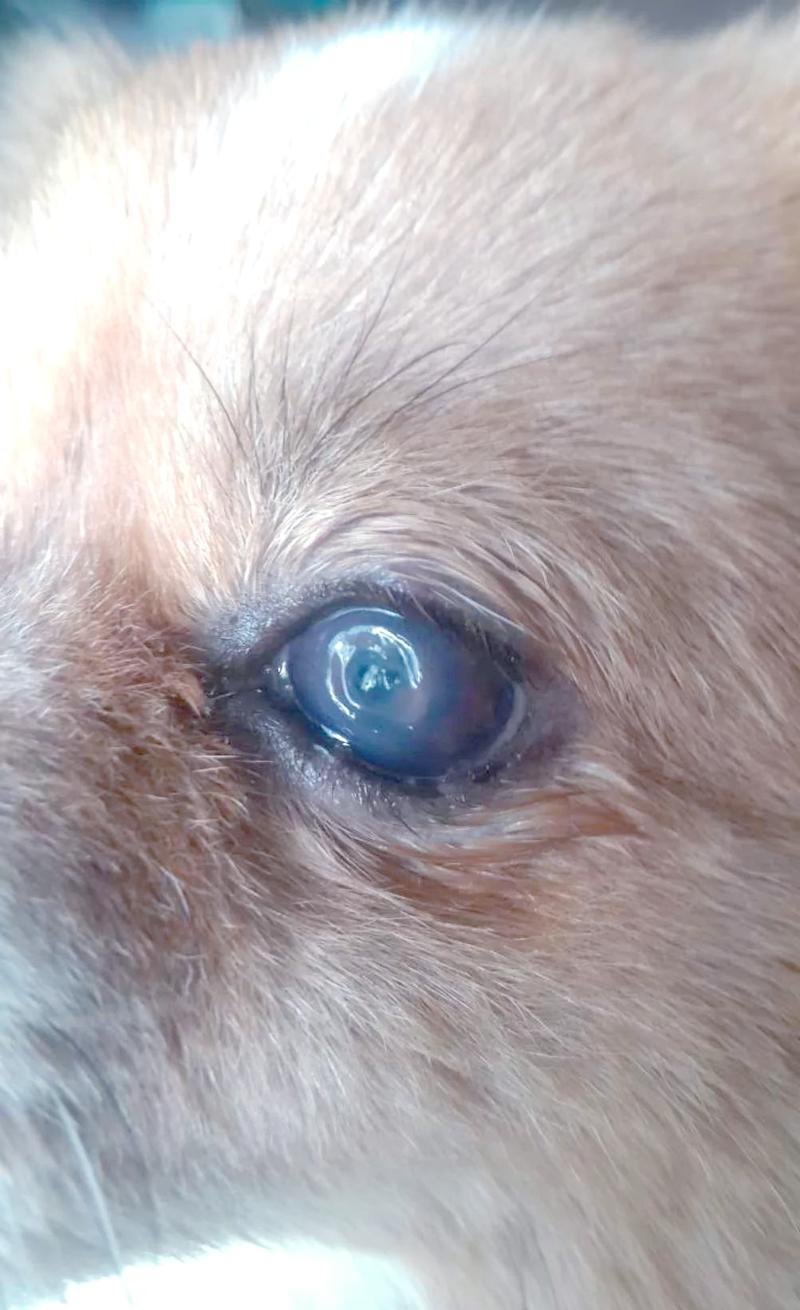 犬瘟狗狗眼睛的变化