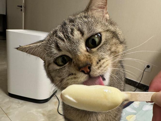 猫咪能吃雪糕吗?