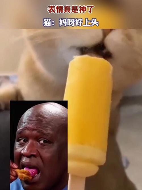 猫能不能吃提子雪糕
