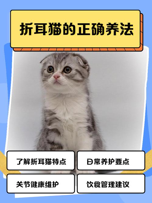 英短折耳猫怎么养