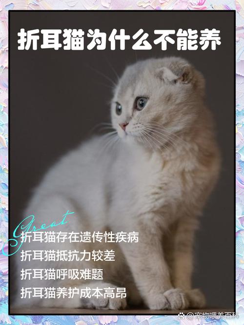 英短折耳猫一般能活多久?