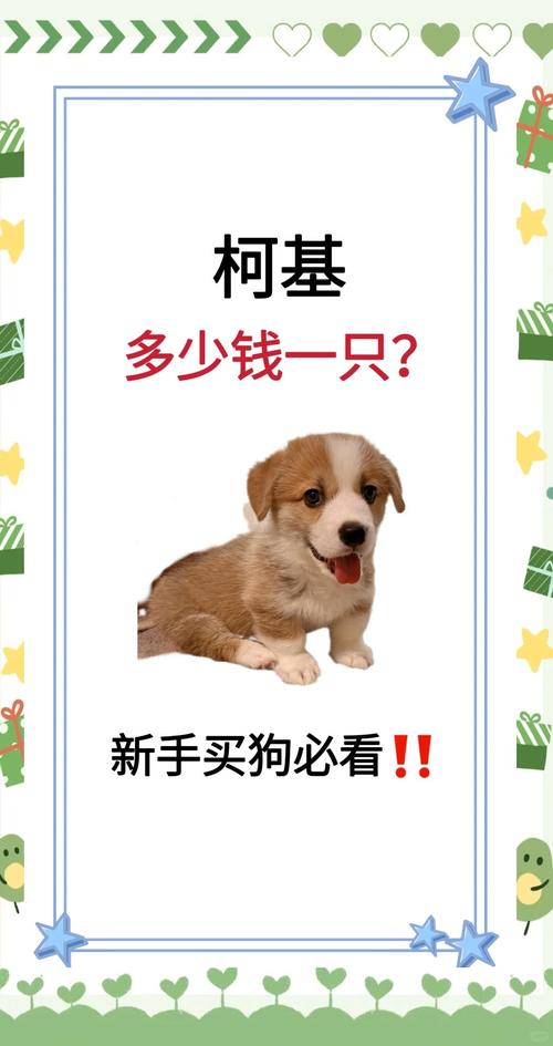 黑的柯基比黄的柯基贵吗?