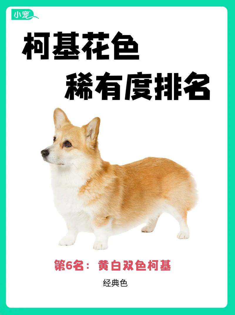 黑柯基和黄柯基哪个贵