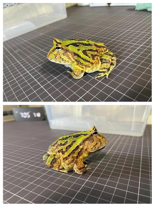 蝴蝶角蛙和钟角蛙哪个更好?