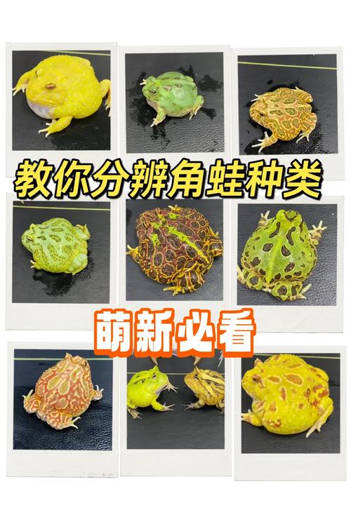 蝴蝶角蛙是什么动物?