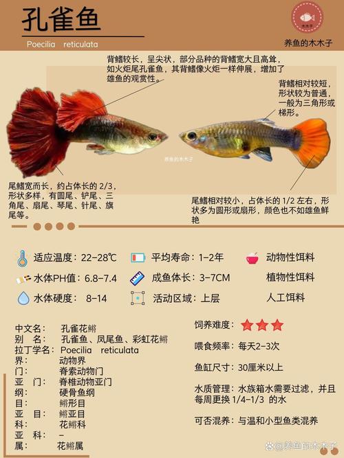 蓝草孔雀鱼市面价一对多少钱?
