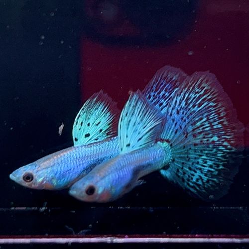 孔雀鱼费用
多少钱一条?