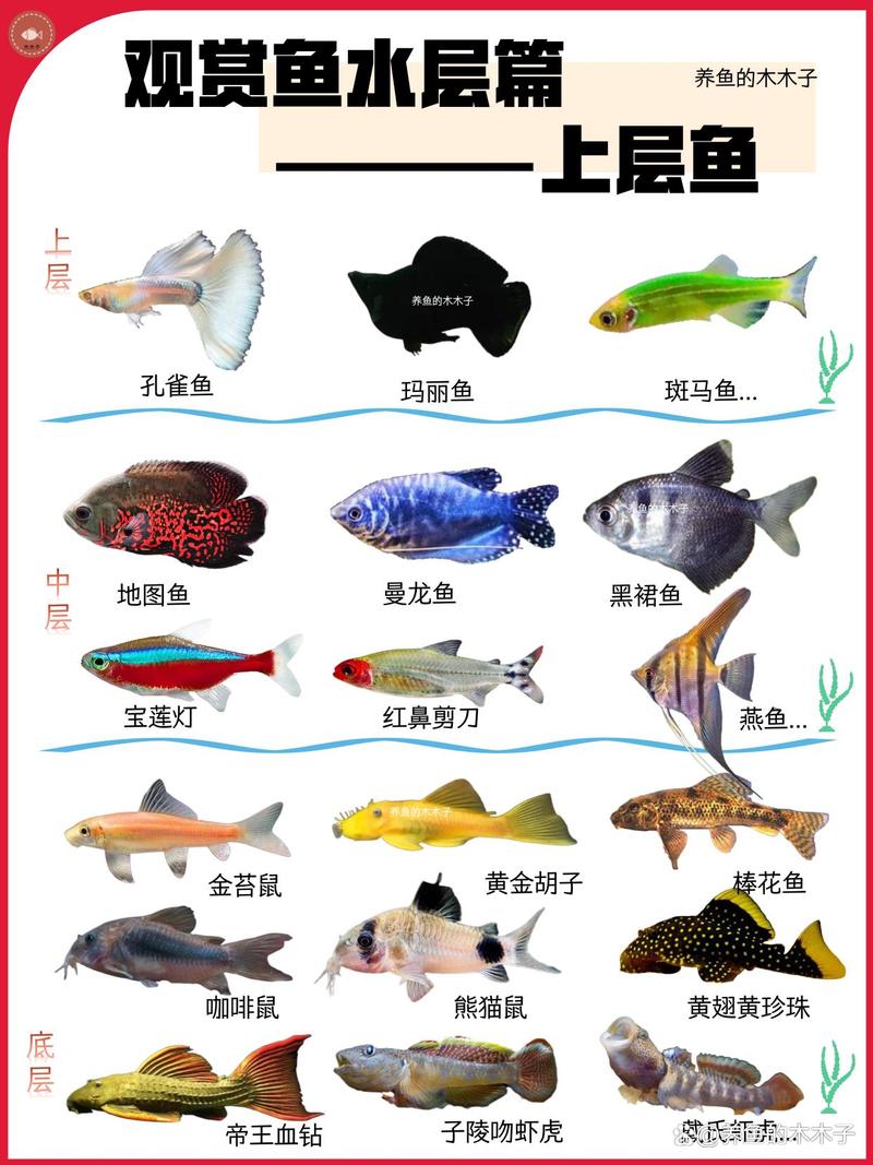 家中适合养的热带鱼都有什么品种啊?