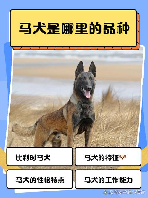 哪里的马犬比较好
