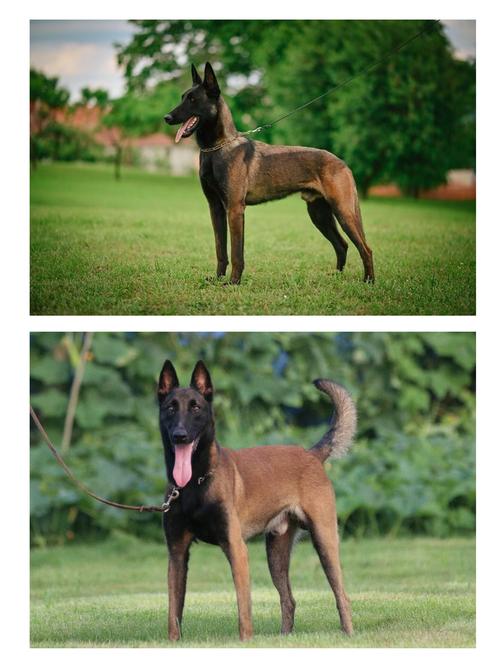 什么马犬比较好

