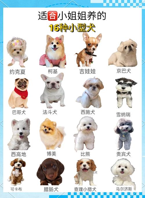 小型宠物狗有哪些