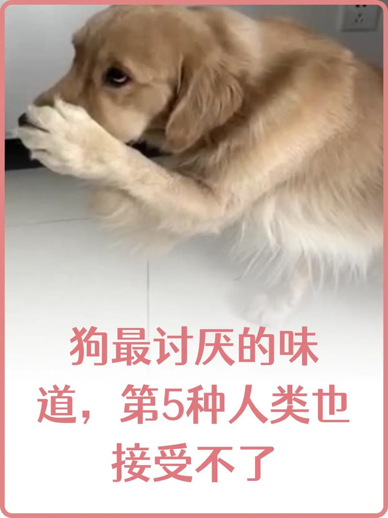 狗最讨厌什么气味