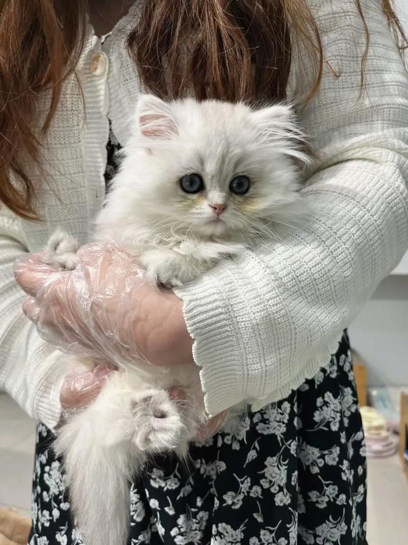 安吉猫有哪些特点?