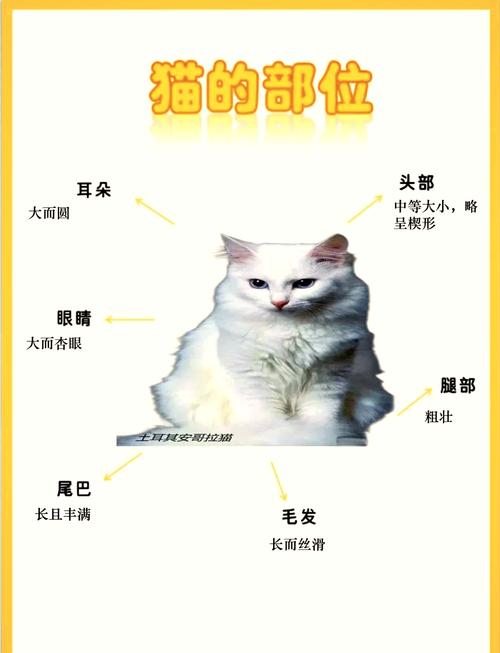 土耳安哥拉猫体型特征