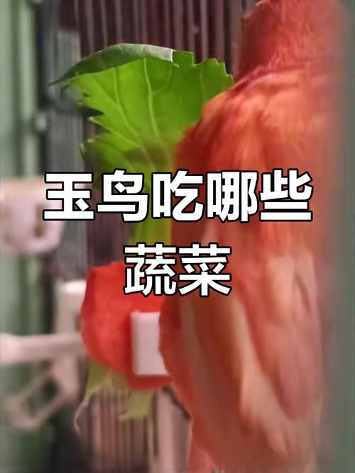 芙蓉鸟喜欢吃什么