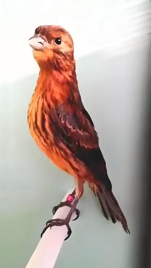 红桂皮小鸟怎么喂有营养?