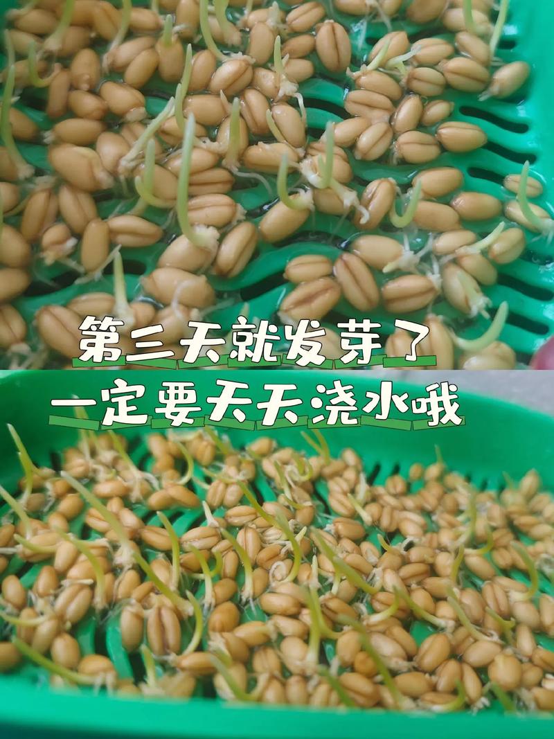 猫喜欢吃的食物中,哪些对它们的毛发有益处?