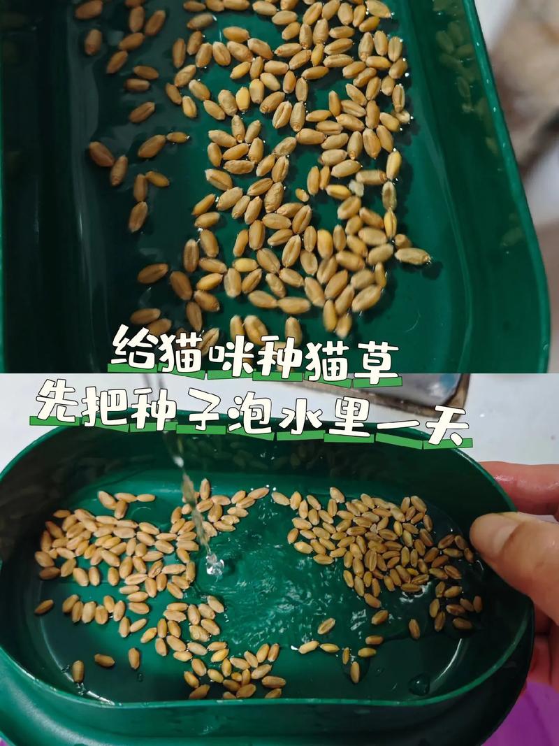 猫咪吃什么排毛效果比较好
