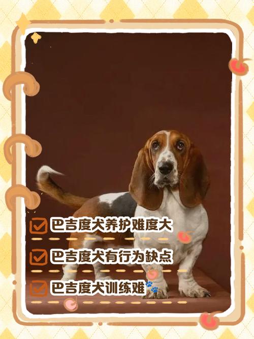 为什么绝对不要养巴吉度