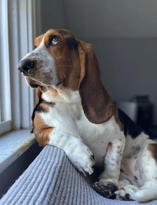 巴吉度犬为什么被禁养(巴吉度犬的缺点)