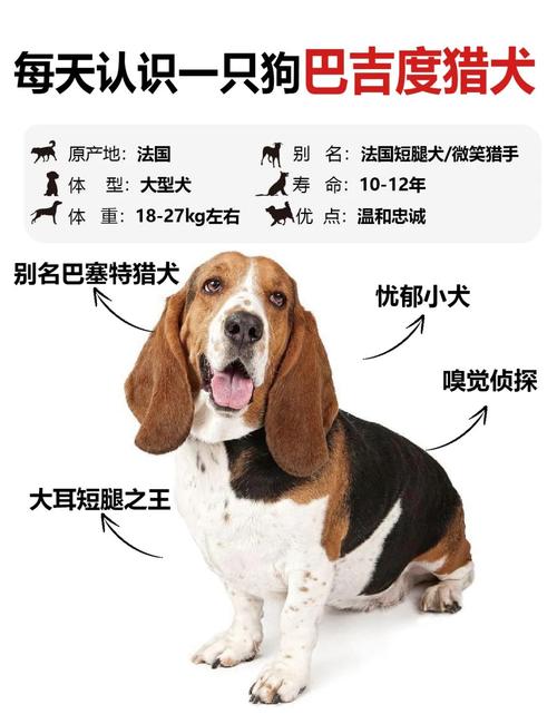 巴吉度犬的优缺点