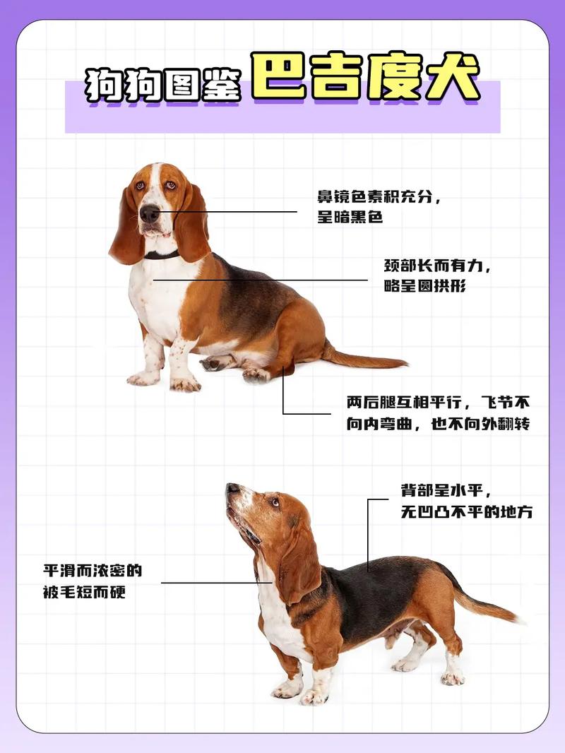 怎样喂养两个月大的巴吉度犬呢?