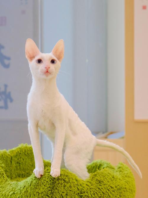 柯尼斯卷毛猫突然喘气短促是怎么回事?