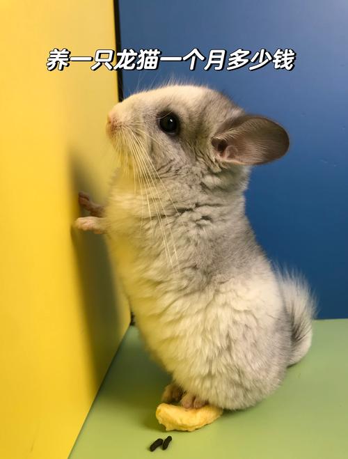 龙猫是否
仓鼠啊