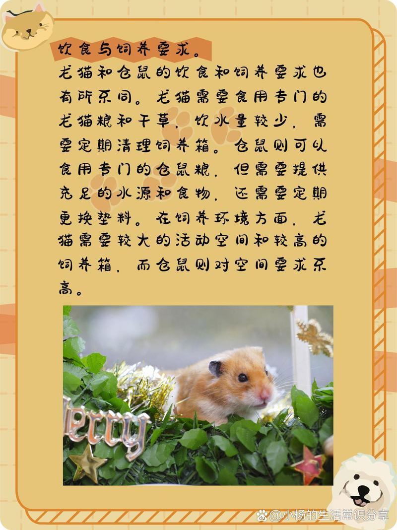 街边经常用小笼子买的小老鼠样的动物到底是什么呢?