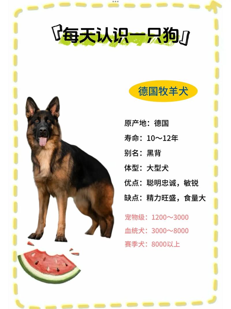 德国牧羊犬多少钱一只纯种?