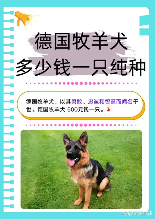 一只德国牧羊犬多少钱?(纯种)
