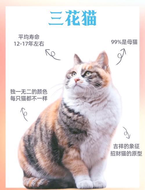 猫咪名字带福气又招财