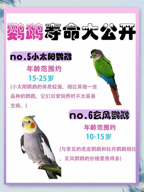 暗色鹦鹉的寿命有多长(暗色鹦鹉能活多久)