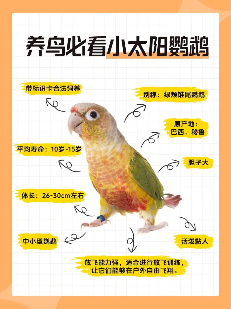 小太阳鹦鹉怎么样