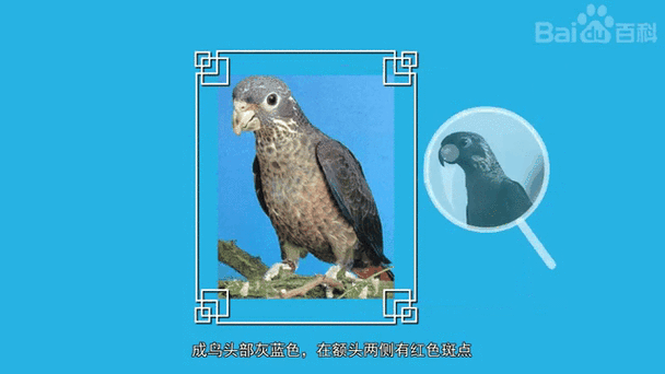 暗色鹦鹉的寿命有多长