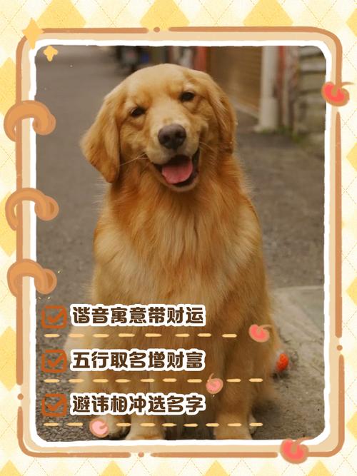 霸气又招财的狗狗名字有哪些?